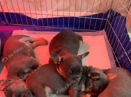 Lilac and tan cross husky koi puppies for sale
