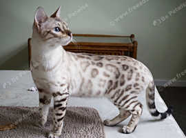 Snow Bengal Girl Active Registered