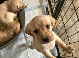 Cocker spaniel x Labrador puppies