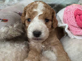 Smashing Sproodle Puppies
