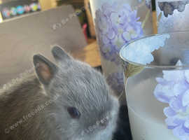 Cute Netherland Dwarf baby rabbit for sale