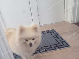 Sweet puppy