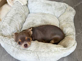 Sweet Natured 9 Month Old Girl