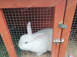 Rabbit