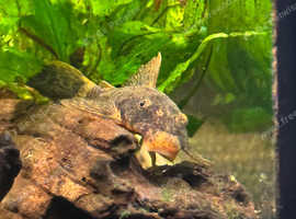 Calico plecos