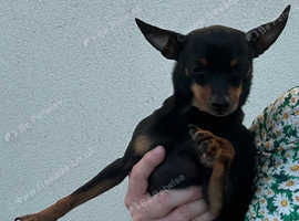 Russian toy terrier