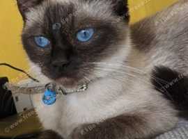 Beautiful Bluebell
