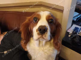 Oldest cavalier best sale king charles