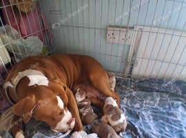 Bull mastiff cross puppies