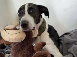 Lurcher/staffy