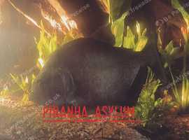Piranhas