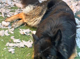Male German shepherd for sale
