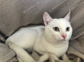 British Shorthair Cats And Kittens For Sale And Rehome In Thirsk