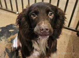 Springer spaniel breeders sales south east