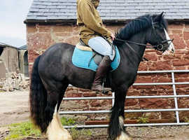 Black cob mare