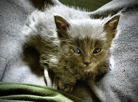 Gorgeous kittens litter of 3 gray with stripes and stunning blue eyes