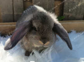 Baby bunnies LAST TWO BOY REMAINING!