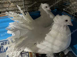 Indian fantails