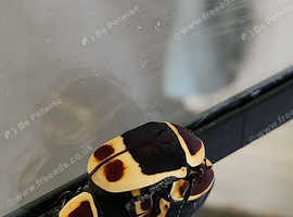 Fruit beetles and grubs