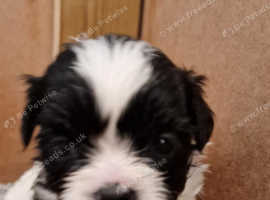 Shihpoo males
