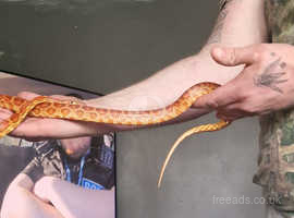 Juvenile well handled corn snake