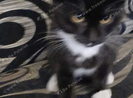 Kittie for sale