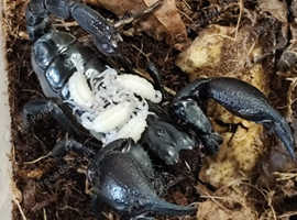 Baby Asian Forest Scorpions For Sale !!