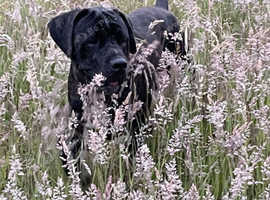 2yr old cane Corso male
