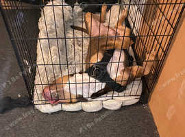 Mixed breed dog named Bruce 1 year old