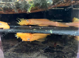 Male shortfin Lemon Blue Eye Bristlenose Pleco