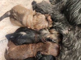 4 Imperial shih Tzu's