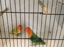 Baby lovebirds best sale for sale