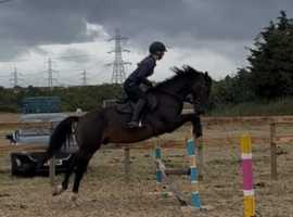 Eric 10yr old 14.3hhproject gelding