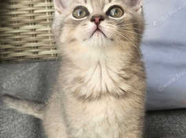 Blue Golden British Shorthair Boy Kitten