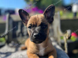 3 French bull jack pups now reduced