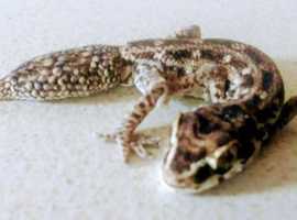 Baby Viper Gecko's Unsexed For Sale