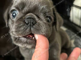 4 beautiful pug puppies