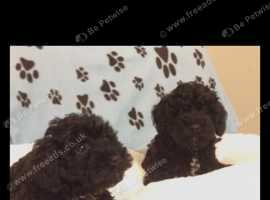 Schnoodles