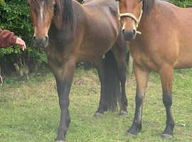 2 x3 yr old new forests geldings
