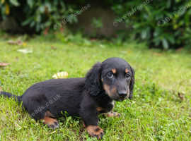 Miniature long coated dachshund puppy