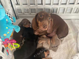 Dachshund looks forever home