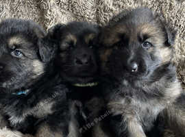 German shepherd hot sale puppies wirral