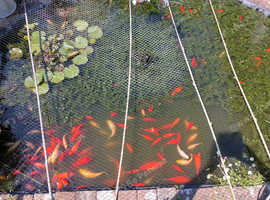 Gold Fish