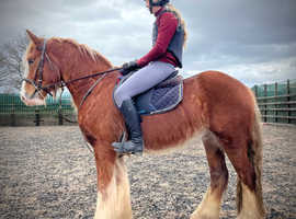 Jaffa 15.1hh chesnut cob gelding