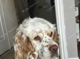 Clumber spaniel looking for forever home