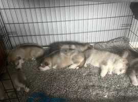6 grey white and black Siberian husky's
