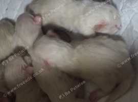 Purebred Ragdoll Kittens HCM and PKD genetically clear