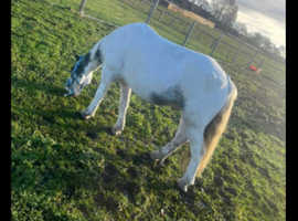 5 year old cob gelding
