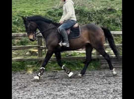 Clover 15.2 All rounder