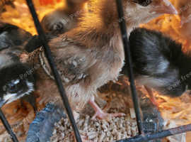 Bluebells x Autralaup 2 week old chicks unsexed